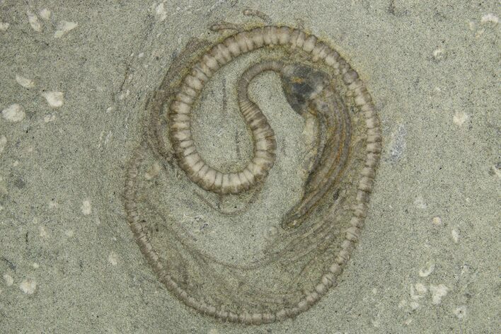 Fossil Crinoid (Camptocrinus) - Crawfordsville, Indiana #310188